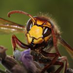 hornet