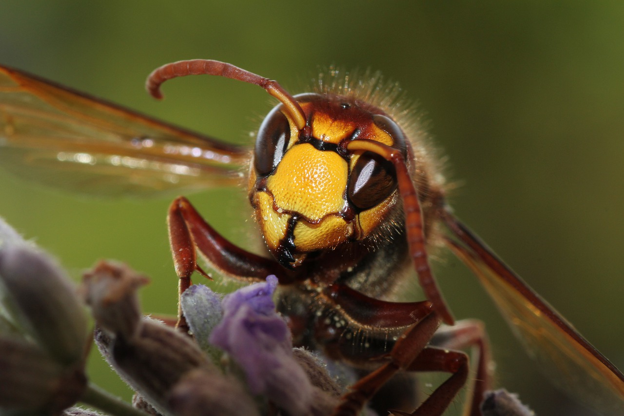 hornet